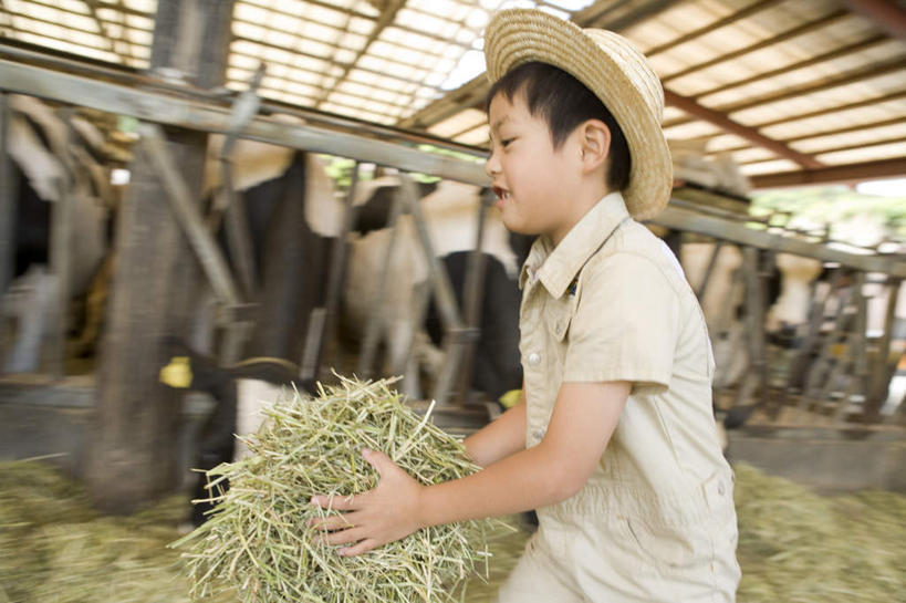 东方人,儿童,一个人,走,捧,横图,室外,白天,侧面,纯洁,植物,牛,帽子,亚洲,仅一个男性,仅一个人,一排,许多,握,服装,枯萎,朦胧,模糊,整齐,草帽,干草,枯草,拿,拿着,注视,休闲装,黄种人,草,排列,小孩,衣服,黄色,动物,观察,看,仅一个小孩,休闲,休闲服,家畜,可爱,童年,童趣,握着,服饰,牲畜,观看,察看,饲养,队列,关注,童真,烂漫,无邪,牛棚,牛舍,天真,男孩,男人,男性,亚洲人,孩子,奶牛,步行,端,端着,捧着,散步,手捧,走路,半身,彩图,男生