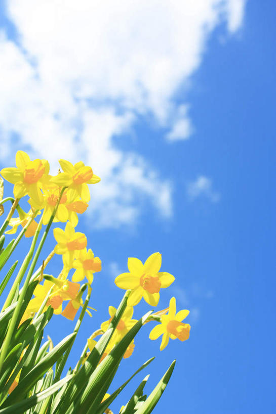 无人,竖图,室外,特写,白天,仰视,旅游,度假,美景,水仙花,盛开,景观,云,云朵,花蕾,云彩,娱乐,花,花瓣,花朵,鲜花,黄色,蓝色,白云,蓝天,天空,自然,天,花苞,花蕊,享受,休闲,景色,放松,晴朗,自然风光,金盏银台,玉玲珑,女史花,雅蒜,天蒜,黄水仙,凌波仙子,水仙,天葱,洋水仙,晴空,彩图,低角度拍摄