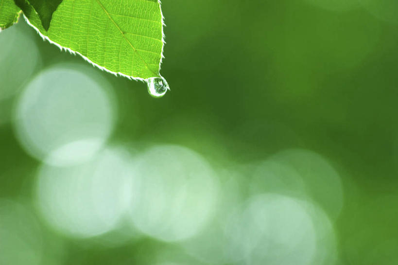 无人,横图,室外,特写,白天,正面,旅游,度假,美景,水,叶子,朦胧,模糊,液体,景观,水滴,绿叶,娱乐,自然,享受,休闲,嫩叶,景色,放松,自然风光,叶,叶片,彩图