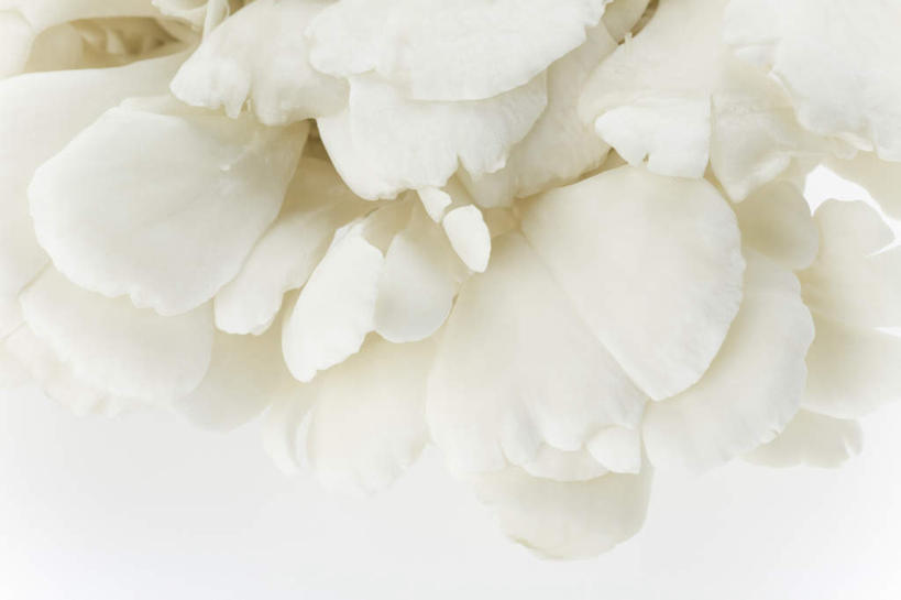 无人,横图,俯视,室内,特写,白天,白色背景,餐桌,桌子,一堆,许多,堆叠,堆积,菌菇,蘑菇,菌类,食用菌,摄影,影棚,餐台,堆,彩图,高角度拍摄,影棚拍摄,拍摄