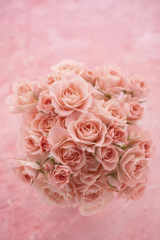 无人,竖图,俯视,室内,特写,白天,爱情,幸福,纯洁,热情,玫瑰,许多,粉色背景,朦胧,模糊,盛开,玫瑰花,浪漫,花蕾,花,花瓣,花朵,鲜花,粉色,花苞,花蕊,温暖,温馨,恩爱,摄影,影棚,和睦,感动,尊敬,天真,刺玫花,徘徊花,彩图,高角度拍摄,影棚拍摄,拍摄,融洽