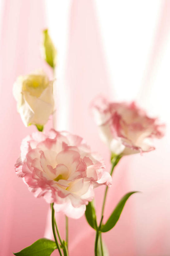 无人,竖图,俯视,室内,特写,白天,白色背景,朦胧,模糊,盛开,风铃草,祝福,花蕾,花,花瓣,花朵,鲜花,粉色,花苞,花蕊,摄影,影棚,钟花,创造,感谢,温柔,感恩,嫉妒,瓦筒花,彩图,高角度拍摄,影棚拍摄,拍摄