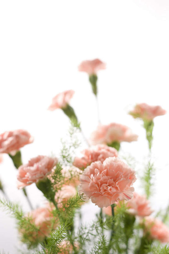 无人,竖图,俯视,室内,特写,白天,白色背景,热情,康乃馨,许多,朦胧,模糊,盛开,祝福,花蕾,花,花瓣,花朵,鲜花,粉色,花苞,花蕊,母爱,清纯,摄影,影棚,亲情,思念,宽容,热恋,真挚,热心,麝香石竹,石竹,香石竹,彩图,高角度拍摄,影棚拍摄,拍摄,魅力