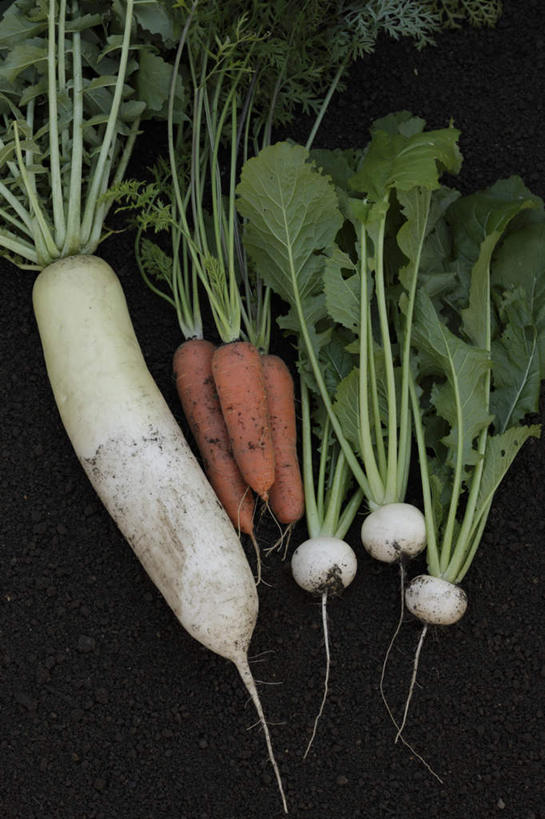 无人,竖图,俯视,室外,特写,白天,萝卜,胡萝卜,白萝卜,蔬菜,一排,许多,阴影,朦胧,模糊,新鲜,整齐,反射,影子,泥土,土壤,食品,食物,排列,有机食品,绿色食品,队列,莱菔,红萝卜,甘荀,彩图,高角度拍摄