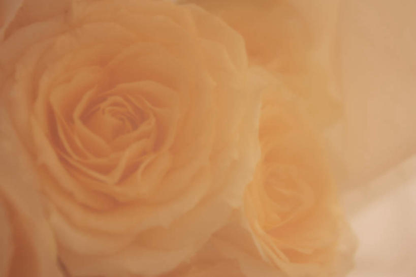 无人,横图,俯视,室内,特写,白天,爱情,幸福,纯洁,热情,玫瑰,朦胧,模糊,盛开,玫瑰花,浪漫,花蕾,花,花瓣,花朵,鲜花,粉色,花苞,花蕊,温暖,温馨,恩爱,和睦,感动,尊敬,天真,刺玫花,徘徊花,彩图,高角度拍摄,融洽