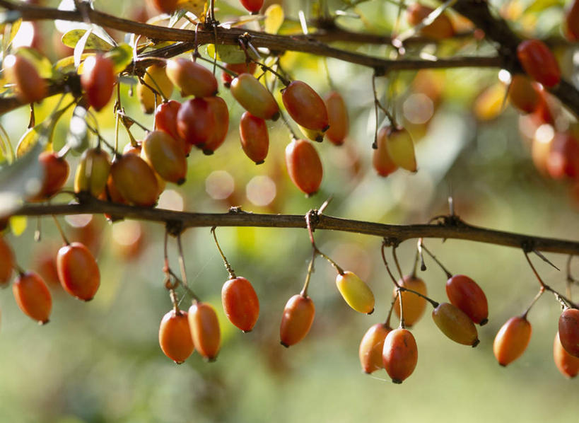 无人,横图,室外,特写,白天,仰视,旅游,度假,美景,植物,许多,朦胧,模糊,景观,果实,娱乐,绿色,自然,享受,休闲,景色,放松,生长,成长,灌木,自然风光,日本小檗,小檗,彩图,低角度拍摄