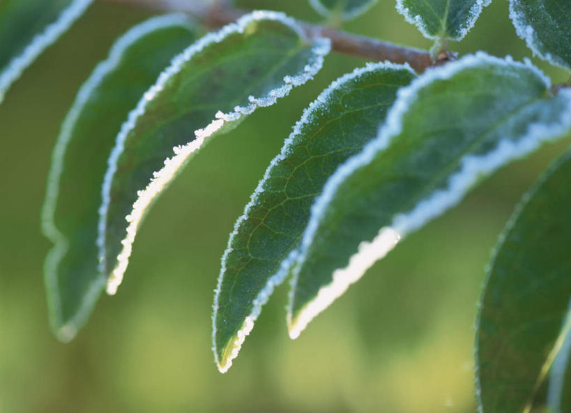无人,横图,室外,特写,白天,正面,旅游,度假,美景,叶子,北海道,日本,亚洲,许多,阴影,朦胧,模糊,光线,影子,景观,绿叶,霜,娱乐,树枝,阳光,自然,享受,休闲,嫩叶,景色,放松,寒冷,自然风光,冻结,东亚,日本国,北海道地方,北海道岛,冰霜,叶,叶片,彩图