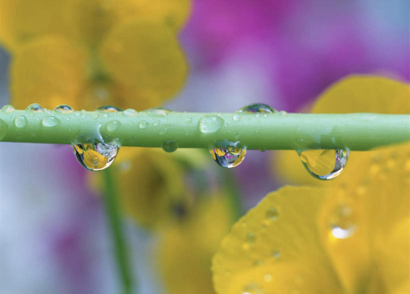 无人,横图,室外,特写,白天,正面,旅游,度假,美景,水,神奈川,日本,亚洲,许多,朦胧,模糊,盛开,液体,景观,水滴,神奈川县,花蕾,娱乐,花,花瓣,花朵,鲜花,白色,自然,花苞,花蕊,享受,休闲,景色,放松,自然风光,东亚,本州,关东地方,本州岛,日本国,彩图