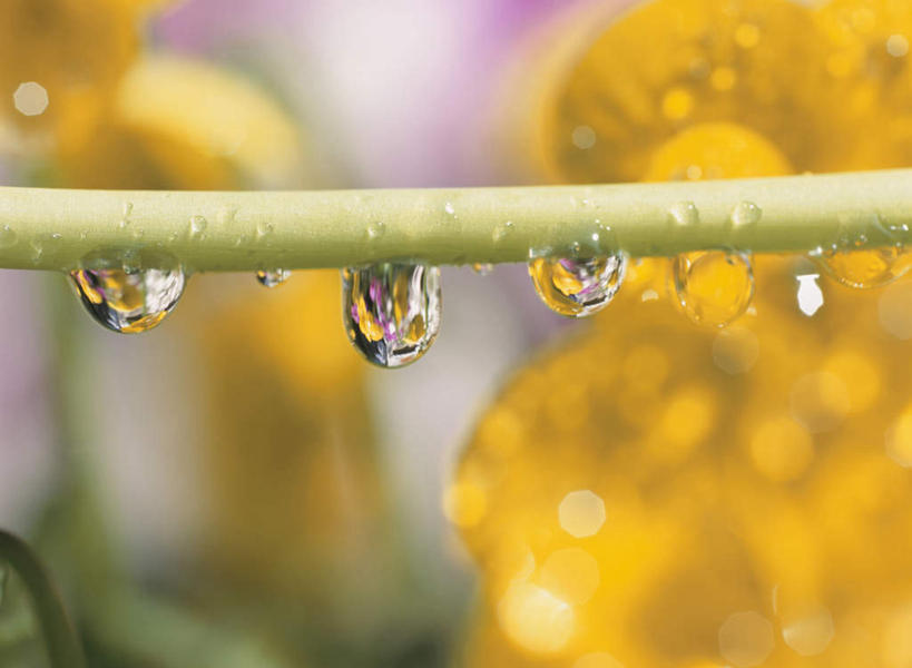 无人,横图,室外,特写,白天,正面,旅游,度假,美景,水,神奈川,日本,亚洲,许多,朦胧,模糊,盛开,液体,景观,水滴,神奈川县,花蕾,娱乐,花,花瓣,花朵,鲜花,白色,自然,花苞,花蕊,享受,休闲,景色,放松,自然风光,东亚,本州,关东地方,本州岛,日本国,彩图