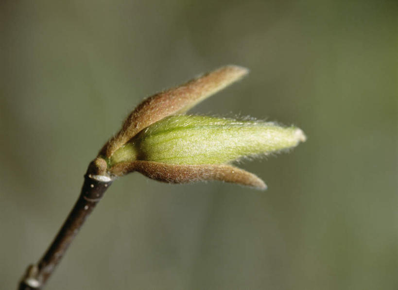 无人,横图,室外,特写,白天,正面,旅游,度假,美景,东京,日本,亚洲,朦胧,模糊,盛开,景观,花蕾,娱乐,花,花瓣,花朵,鲜花,一朵,自然,花苞,花蕊,享受,休闲,景色,放松,自然风光,东亚,紫玉兰,辛夷,木笔,本州,关东地方,本州岛,日本国,东京都,木兰花,望春玉兰,望春花,木兰,彩图