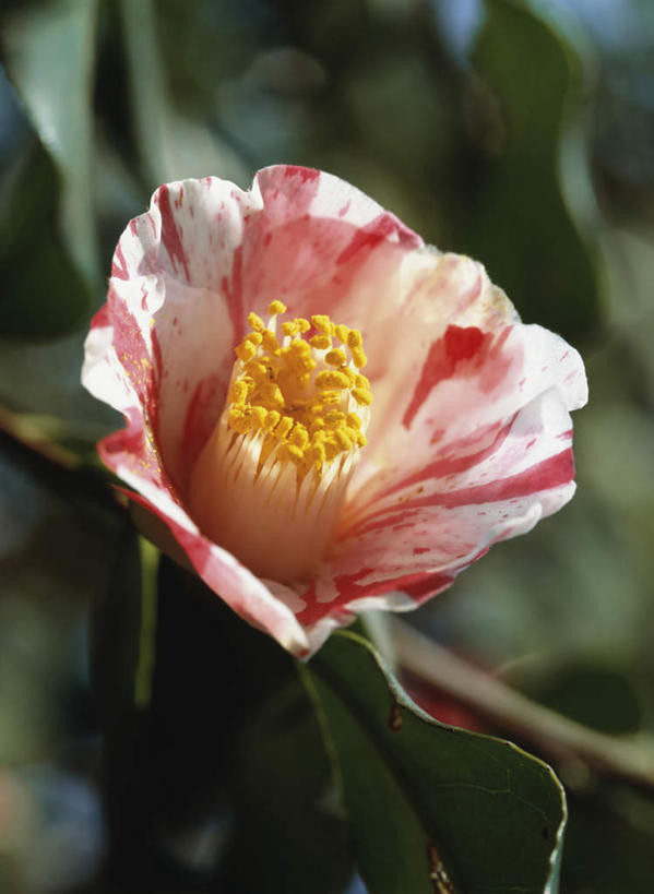 无人,竖图,俯视,室外,特写,白天,旅游,度假,美景,山茶花,叶子,东京,日本,亚洲,阴影,朦胧,模糊,盛开,光线,影子,景观,绿叶,花蕾,娱乐,花,花瓣,花朵,鲜花,一朵,白色,阳光,自然,花苞,花蕊,享受,休闲,嫩叶,景色,放松,自然风光,东亚,本州,关东地方,本州岛,日本国,东京都,玉茗花,耐冬,海石榴,茶花,叶,叶片,彩图,高角度拍摄