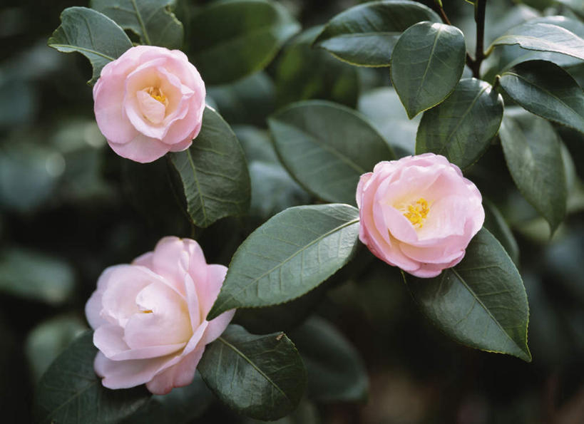 无人,横图,俯视,室外,特写,白天,旅游,度假,美景,山茶花,叶子,东京,日本,亚洲,三朵,朦胧,模糊,盛开,景观,绿叶,花蕾,娱乐,花,花瓣,花朵,鲜花,粉色,自然,花苞,花蕊,享受,休闲,嫩叶,景色,放松,自然风光,东亚,本州,关东地方,本州岛,日本国,东京都,玉茗花,耐冬,海石榴,茶花,叶,叶片,彩图,高角度拍摄