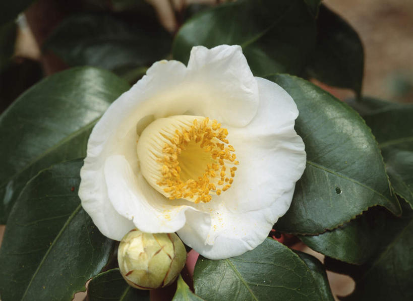 无人,横图,俯视,室外,特写,白天,旅游,度假,美景,山茶花,叶子,东京,日本,亚洲,朦胧,模糊,盛开,景观,绿叶,花蕾,娱乐,花,花瓣,花朵,鲜花,一朵,白色,自然,花苞,花蕊,享受,休闲,嫩叶,景色,放松,自然风光,东亚,本州,关东地方,本州岛,日本国,东京都,玉茗花,耐冬,海石榴,茶花,叶,叶片,彩图,高角度拍摄