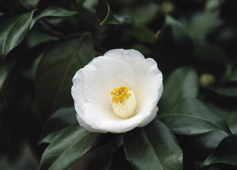 无人,横图,俯视,室外,特写,白天,旅游,度假,美景,山茶花,叶子,东京,日本,亚洲,朦胧,模糊,盛开,景观,绿叶,花蕾,娱乐,花,花瓣,花朵,鲜花,一朵,白色,自然,花苞,花蕊,享受,休闲,嫩叶,景色,放松,自然风光,东亚,本州,关东地方,本州岛,日本国,东京都,玉茗花,耐冬,海石榴,茶花,叶,叶片,彩图,高角度拍摄