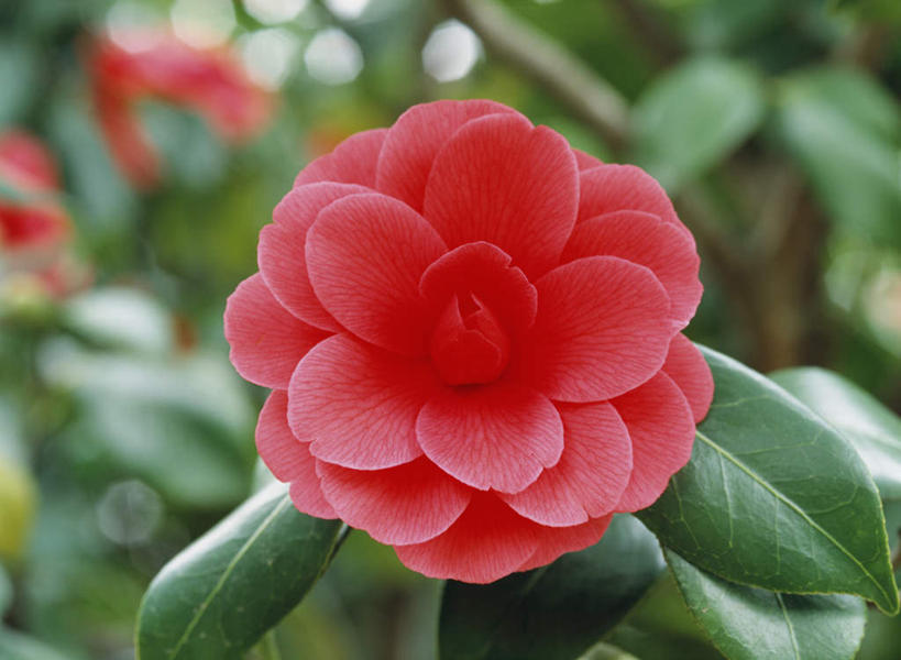 无人,横图,俯视,室外,特写,白天,旅游,度假,美景,山茶花,叶子,东京,日本,亚洲,朦胧,模糊,盛开,景观,绿叶,花蕾,娱乐,花,花瓣,花朵,鲜花,一朵,红色,自然,花苞,花蕊,享受,休闲,嫩叶,景色,放松,自然风光,东亚,本州,关东地方,本州岛,日本国,东京都,玉茗花,耐冬,海石榴,茶花,叶,叶片,彩图,高角度拍摄