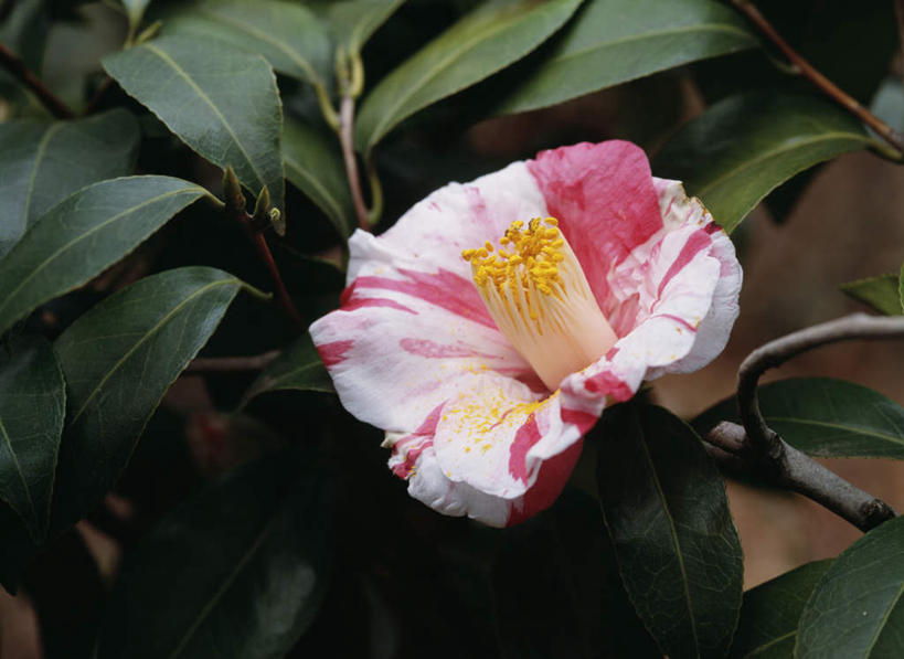 无人,横图,俯视,室外,特写,白天,旅游,度假,美景,山茶花,叶子,东京,日本,亚洲,朦胧,模糊,盛开,景观,绿叶,花蕾,娱乐,花,花瓣,花朵,鲜花,一朵,红色,自然,花苞,花蕊,享受,休闲,嫩叶,景色,放松,自然风光,东亚,本州,关东地方,本州岛,日本国,东京都,玉茗花,耐冬,海石榴,茶花,叶,叶片,彩图,高角度拍摄