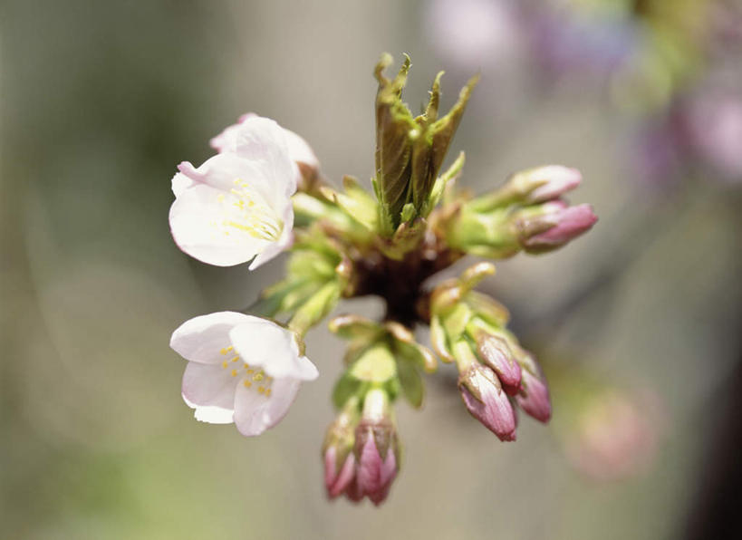 无人,横图,室外,特写,白天,仰视,旅游,度假,美景,樱花,神奈川,日本,亚洲,朦胧,模糊,盛开,景观,横滨,横滨市,神奈川县,花蕾,娱乐,花,花瓣,花朵,鲜花,树枝,两朵,白色,自然,花苞,花蕊,享受,休闲,景色,放松,自然风光,东亚,本州,首府,关东地方,本州岛,日本国,仙樱花,福岛樱,青肤樱,荆桃,彩图,低角度拍摄
