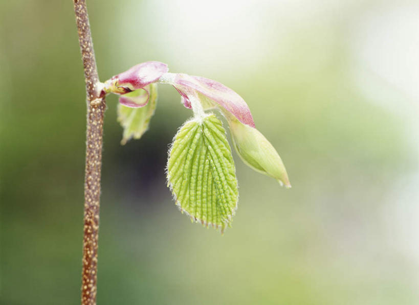 无人,横图,室外,特写,白天,正面,旅游,度假,美景,植物,叶子,神奈川,日本,亚洲,朦胧,模糊,景观,绿叶,毛茛,草药,药草,横滨,横滨市,神奈川县,娱乐,中药,自然,享受,休闲,嫩叶,景色,放松,自然风光,药材,中草药,东亚,中药材,本草,本州,首府,关东地方,本州岛,日本国,老虎脚爪草,鱼疔草,叶,叶片,彩图