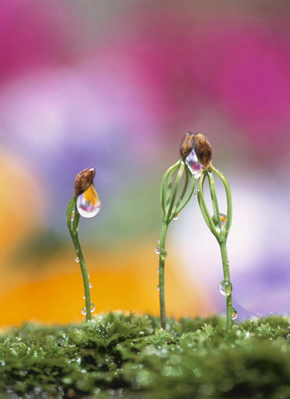 无人,竖图,室外,特写,白天,正面,旅游,度假,美景,水,露水,松树,神奈川,日本,亚洲,一排,朦胧,模糊,整齐,透明,液体,景观,水滴,横滨,横滨市,神奈川县,娱乐,幼苗,水珠,排列,三个,自然,露珠,享受,休闲,景色,放松,生机,神圣,队列,剔透,自然风光,东亚,秧苗,本州,首府,关东地方,本州岛,日本国,长寿,灵动,日本红松,通明,彩图,晶莹