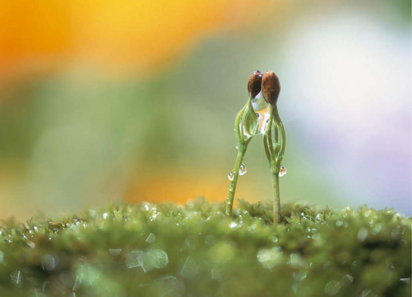 无人,横图,室外,特写,白天,正面,旅游,度假,美景,水,露水,松树,神奈川,日本,亚洲,一排,朦胧,模糊,整齐,透明,液体,景观,水滴,横滨,横滨市,神奈川县,娱乐,幼苗,水珠,排列,一个,自然,露珠,享受,休闲,景色,放松,单个,生机,神圣,队列,剔透,自然风光,东亚,秧苗,本州,首府,关东地方,本州岛,日本国,长寿,灵动,日本红松,通明,彩图,晶莹