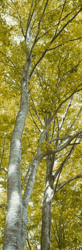 无人,竖图,室外,特写,白天,仰视,旅游,度假,美景,树林,植物,日本,亚洲,阴影,朦胧,模糊,光线,影子,景观,娱乐,树,树木,蓝色,绿色,蓝天,天空,阳光,自然,天,享受,休闲,景色,放松,生长,晴朗,成长,自然风光,东亚,山毛榉,本州,万里无云,本州岛,日本国,青森,青森县,东北地方,麻栎金刚,山毛榉树,晴空,晴空万里,彩图,低角度拍摄,八甲田山