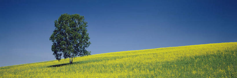 无人,横图,全景,室外,白天,正面,旅游,度假,草地,草坪,美景,植物,北海道,日本,亚洲,朦胧,模糊,景观,云,云朵,云彩,娱乐,草,树,树木,蓝色,绿色,白云,蓝天,天空,自然,天,享受,休闲,景色,放松,生长,晴朗,成长,自然风光,东亚,日本国,北海道地方,北海道岛,美瑛町,美瑛,晴空,彩图