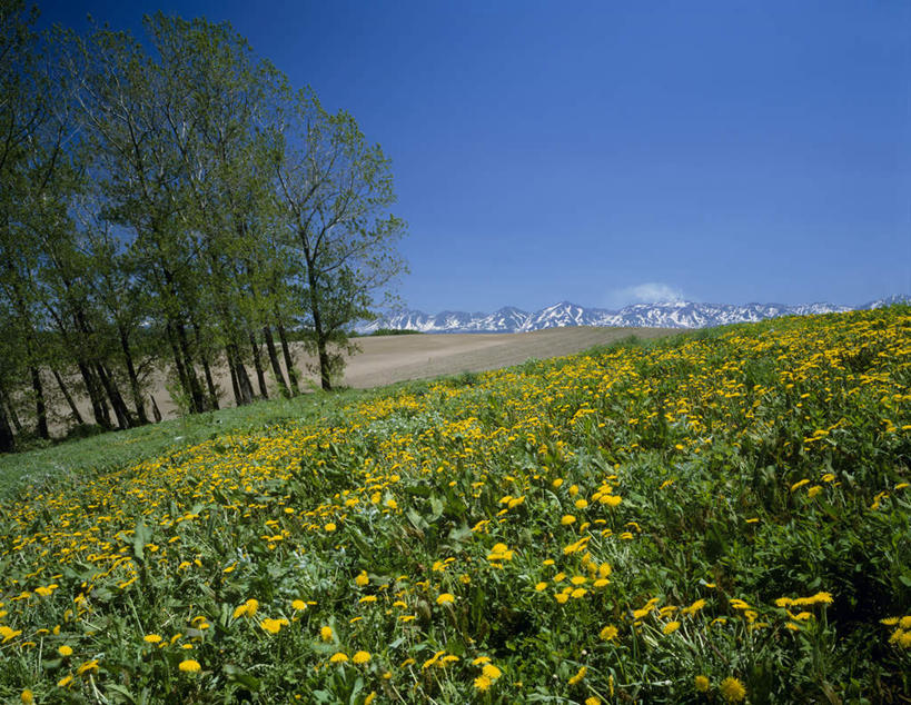 无人,横图,室外,白天,正面,旅游,度假,草地,草坪,美景,植物,北海道,日本,亚洲,许多,盛开,景观,云,云朵,花蕾,云彩,娱乐,草,花,花瓣,花朵,鲜花,树,树木,蓝色,绿色,白云,蓝天,天空,自然,天,花苞,花蕊,享受,休闲,景色,放松,生长,晴朗,成长,自然风光,东亚,日本国,北海道地方,北海道岛,美瑛町,美瑛,晴空,彩图,大雪山国立公园,十胜岳