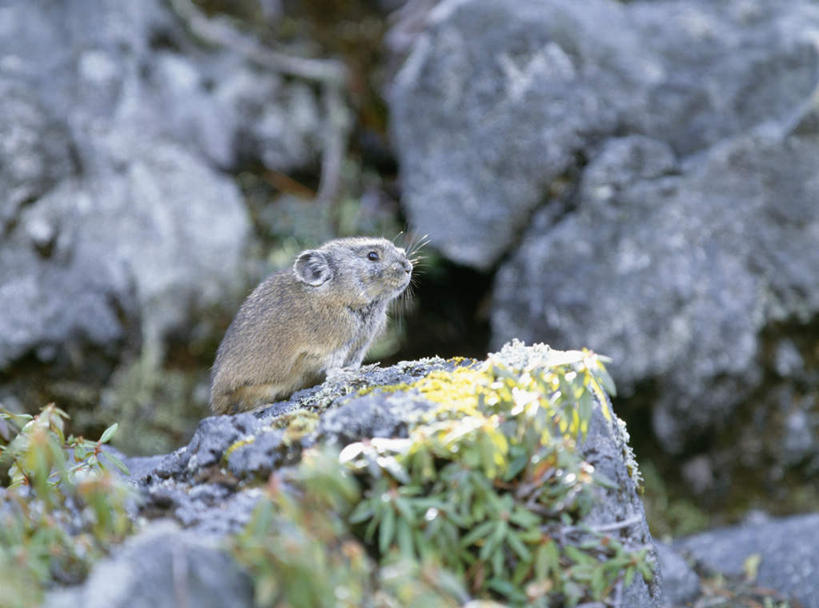 无人,横图,室外,白天,侧面,旅游,度假,礁石,石头,美景,野生动物,老鼠,北海道,日本,亚洲,朦胧,模糊,细菌,石子,景观,娱乐,一只,自然,动物,享受,休闲,景色,放松,自然风光,东亚,病菌,日本国,北海道地方,北海道岛,美瑛町,传染,四害,美瑛,礁,石块,岩石,耗子,彩图,全身,大雪山国立公园,十胜岳