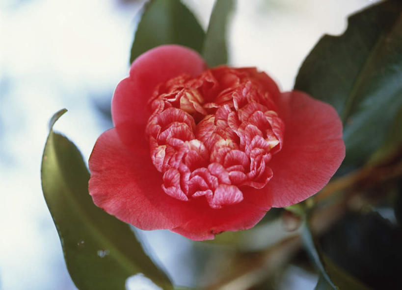 无人,横图,俯视,室外,特写,白天,旅游,度假,美景,山茶花,叶子,东京,日本,亚洲,朦胧,模糊,盛开,景观,绿叶,花蕾,娱乐,花,花瓣,花朵,鲜花,一朵,红色,自然,花苞,花蕊,享受,休闲,嫩叶,景色,放松,自然风光,东亚,本州,关东地方,本州岛,日本国,东京都,玉茗花,耐冬,海石榴,茶花,叶,叶片,彩图,高角度拍摄