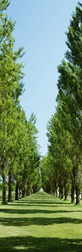 无人,竖图,室外,白天,仰视,旅游,度假,草地,草坪,美景,植物,北海道,日本,亚洲,一排,许多,阴影,整齐,光线,影子,景观,娱乐,草,树,树木,排列,蓝色,绿色,蓝天,天空,阳光,自然,天,享受,休闲,景色,放松,生长,晴朗,成长,白杨树,队列,自然风光,东亚,万里无云,札幌,日本国,北海道地方,北海道岛,县厅,晴空,晴空万里,彩图,低角度拍摄,札幌市