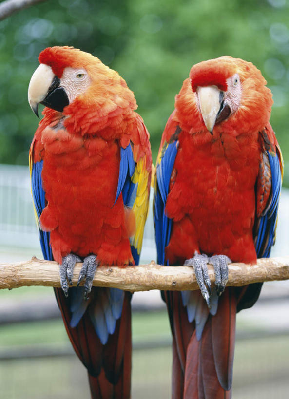 无人,动物园,站,竖图,室外,特写,白天,正面,旅游,度假,美景,鸟,鹦鹉,北海道,日本,亚洲,朦胧,模糊,鸟类,景观,娱乐,自然,动物,站着,两只,享受,休闲,景色,放松,可爱,活泼,金刚鹦鹉,自然风光,东亚,日本国,北海道地方,北海道岛,绯红金刚鹦鹉,红黄金刚鹦鹉,五彩金刚鹦鹉,观赏鸟,站立,半身,彩图,钏路,钏路市,钏路市动物园