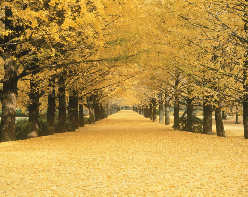 无人,横图,室外,白天,正面,旅游,度假,美景,秋季,道路,路,公路,银杏树,叶子,东京,日本,亚洲,一排,许多,整齐,景观,枯叶,落叶,交通,娱乐,排列,自然,享受,休闲,景色,放松,队列,自然风光,东亚,本州,关东地方,本州岛,日本国,东京都,鸭脚树,叶,叶片,秋,秋天,马路,银杏,公孙树,白果,彩图