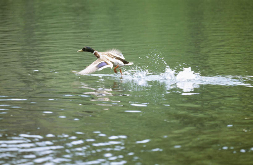 无人,横图,俯视,室外,白天,旅游,度假,湖,湖泊,美景,水,北海道,日本,亚洲,伸展,张开,展翅,波纹,飞溅,朦胧,模糊,溅,翅膀,鸭,鸭子,液体,湖面,景观,水滴,水流,水面,涟漪,娱乐,飞,家禽,水珠,水纹,自然,动物,波浪,湖水,享受,休闲,景色,放松,牲畜,波光粼粼,喷洒,自然风光,东亚,张开翅膀,日本国,水晕,北海道地方,北海道岛,展开翅膀,彩图,高角度拍摄,全身
