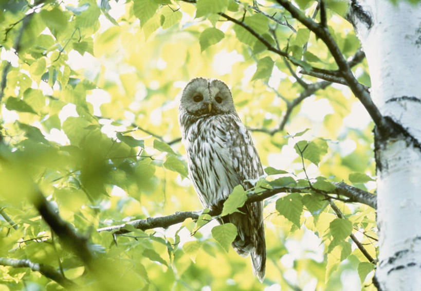 无人,站,横图,室外,特写,白天,仰视,旅游,度假,美景,植物,猫头鹰,鸟,野生动物,北海道,日本,亚洲,阴影,朦胧,模糊,光线,鸟类,影子,景观,注视,娱乐,树,树木,一只,绿色,阳光,自然,动物,观察,看,站着,享受,休闲,景色,放松,生长,成长,观看,察看,关注,自然风光,凶猛,东亚,日本国,北海道地方,北海道岛,残暴,凶残,鸮,枭,站立,彩图,低角度拍摄,全身