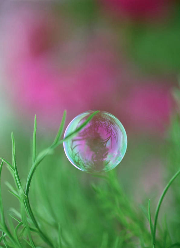 无人,竖图,彩色,室外,特写,白天,正面,旅游,度假,美景,叶子,北海道,日本,亚洲,朦胧,模糊,漂浮,景观,绿叶,娱乐,自然,泡泡,享受,休闲,悬浮,嫩叶,景色,放松,自然风光,东亚,日本国,北海道地方,北海道岛,富良野,叶,叶片,彩图