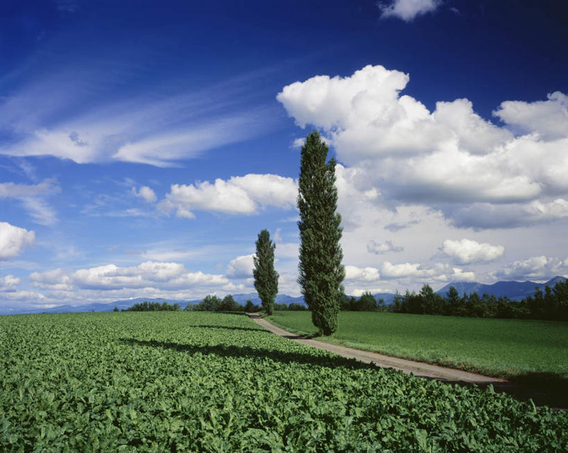 无人,横图,室外,白天,仰视,旅游,度假,草地,草坪,美景,植物,北海道,日本,亚洲,阴影,光线,影子,景观,云,云朵,云彩,娱乐,草,树,树木,蓝色,绿色,白云,蓝天,天空,阳光,自然,天,享受,休闲,景色,放松,生长,晴朗,成长,自然风光,东亚,日本国,北海道地方,北海道岛,晴空,彩图,低角度拍摄