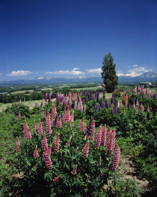 无人,竖图,俯视,室外,白天,旅游,度假,草地,草坪,美景,树林,植物,北海道,日本,亚洲,许多,盛开,景观,云,云朵,花蕾,云彩,娱乐,草,花,花瓣,花朵,鲜花,树,树木,蓝色,绿色,紫色,白云,蓝天,天空,自然,天,花苞,花蕊,享受,休闲,景色,放松,生长,晴朗,成长,自然风光,东亚,日本国,北海道地方,北海道岛,美瑛町,美瑛,晴空,彩图,高角度拍摄