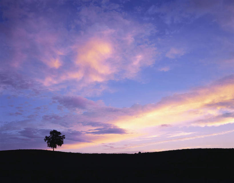 无人,横图,室外,白天,仰视,旅游,度假,美景,日落,植物,北海道,日本,亚洲,一棵,景观,晚霞,霞光,落日,辽阔,背光,娱乐,树,树木,绿色,天空,自然,黄昏,天,享受,休闲,景色,彩霞,放松,生长,成长,一望无际,自然风光,延伸,逆光,东亚,日本国,天地相交,北海道地方,北海道岛,美瑛町,美瑛,夕照,夕阳,彩图,低角度拍摄,斜阳