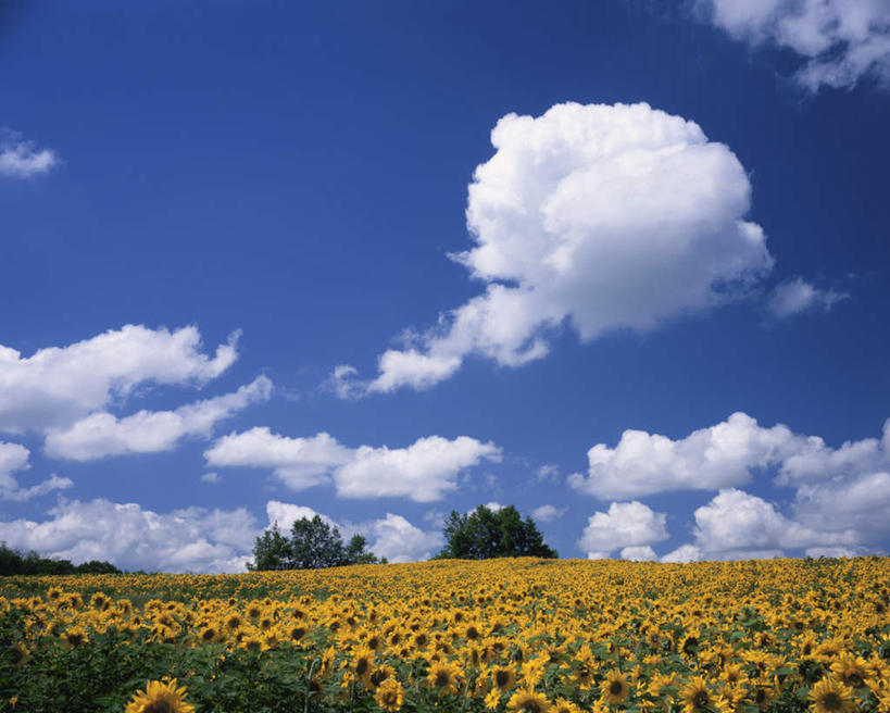 无人,横图,室外,白天,仰视,爱情,旅游,度假,幸福,花海,花圃,美景,太阳,植物,向日葵,叶子,北海道,日本,亚洲,许多,盛开,地平线,景观,云,云朵,辽阔,地面,花蕾,云彩,娱乐,花,花瓣,花朵,花卉,鲜花,黄色,蓝色,绿色,白云,蓝天,天空,自然,花丛,花束,花田,天,花苞,花蕊,享受,休闲,景色,放松,晴朗,一望无际,自然风光,延伸,光辉,东亚,沉默,忠诚,日本国,天地相交,北海道地方,北海道岛,美瑛町,勇敢,美瑛,投缘,爱慕,高傲,朝阳花,葵花,望日莲,向阳花,转日莲,晴空,彩图,低角度拍摄