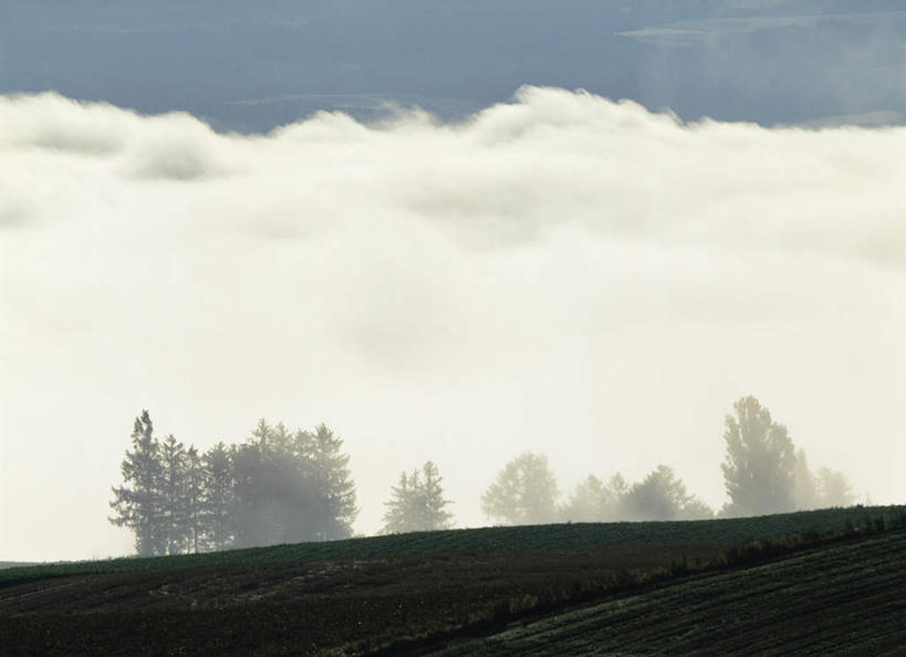 无人,横图,室外,白天,正面,旅游,度假,草地,草坪,美景,树林,植物,雾,北海道,日本,亚洲,朦胧,模糊,景观,云,云朵,云彩,娱乐,草,树,树木,绿色,白云,自然,享受,休闲,景色,放松,生长,成长,迷雾,自然风光,东亚,日本国,北海道地方,北海道岛,上富良野町,大雾,彩图,上川支厅