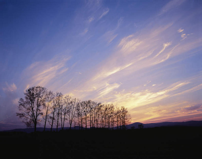无人,横图,室外,白天,仰视,旅游,度假,美景,日落,植物,北海道,日本,亚洲,一排,许多,整齐,景观,晚霞,霞光,落日,娱乐,树,树木,排列,绿色,自然,黄昏,享受,休闲,景色,彩霞,放松,生长,成长,队列,自然风光,东亚,日本国,北海道地方,北海道岛,美瑛町,美瑛,夕照,夕阳,彩图,低角度拍摄,斜阳
