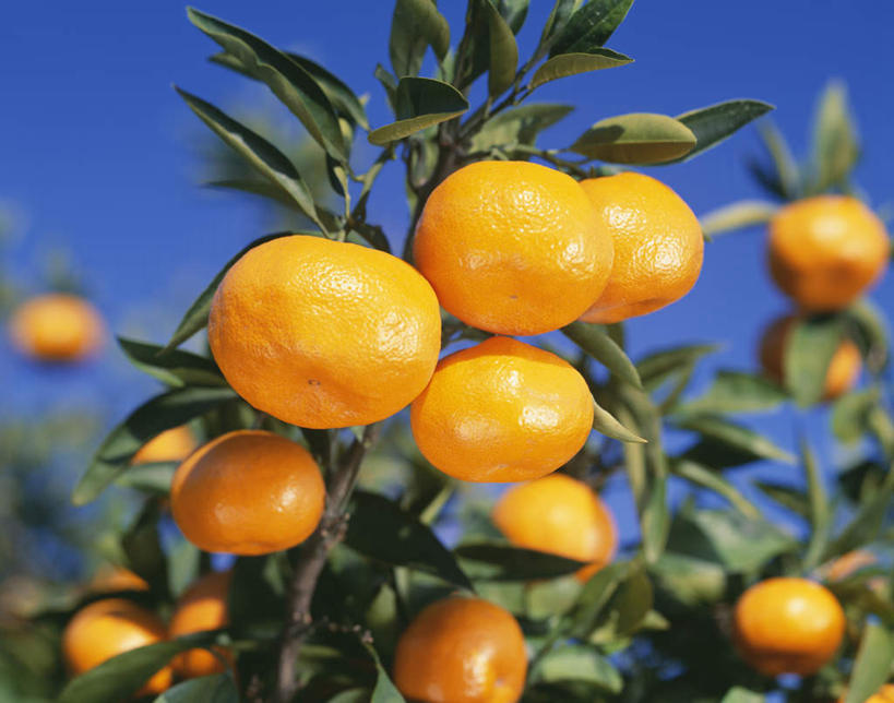 无人,横图,室外,特写,白天,仰视,柑橘,水果,神奈川,日本,亚洲,许多,朦胧,模糊,新鲜,生食,食品,果实,神奈川县,食物,蓝色,蓝天,天空,天,有机食品,绿色食品,晴朗,东亚,本州,万里无云,关东地方,本州岛,日本国,晴空,晴空万里,橘子,桔子,橙子,橙,彩图,低角度拍摄