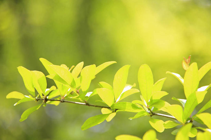 无人,横图,室外,特写,白天,正面,旅游,度假,美景,植物,叶子,阴影,朦胧,模糊,光线,影子,景观,绿叶,娱乐,树,树木,树枝,绿色,阳光,自然,享受,休闲,嫩叶,景色,放松,生长,成长,自然风光,叶,叶片,彩图