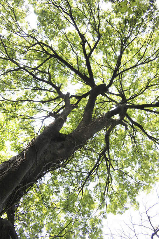 无人,竖图,室外,白天,仰视,旅游,度假,美景,植物,叶子,阴影,朦胧,模糊,光线,影子,景观,绿叶,娱乐,树,树干,树木,绿色,天空,阳光,自然,天,享受,休闲,嫩叶,景色,放松,生长,晴朗,成长,自然风光,万里无云,叶,叶片,晴空,晴空万里,彩图,低角度拍摄