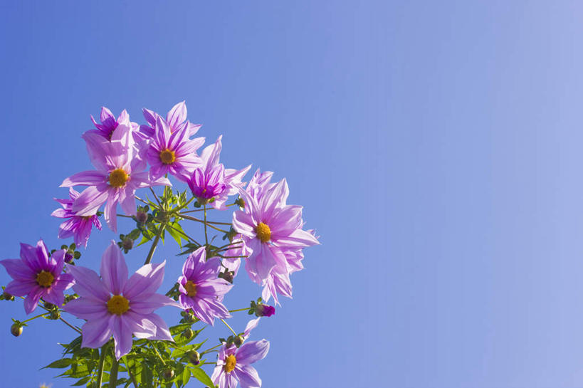 无人,横图,室外,特写,白天,仰视,旅游,度假,美景,植物,牡丹花,许多,阴影,朦胧,模糊,盛开,光线,影子,景观,娱乐,花,花瓣,花朵,花卉,鲜花,粉色,蓝色,蓝天,天空,阳光,自然,天,花蕊,享受,休闲,景色,放松,自然风光,鼠姑,鹿韭,白茸,百雨金,富贵花,洛阳花,牡丹,木芍药,芍药,彩图,低角度拍摄