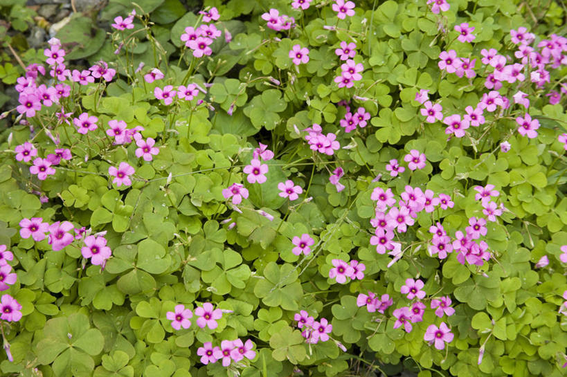 无人,横图,俯视,室外,特写,白天,旅游,度假,花海,花圃,美景,植物,叶子,许多,盛开,景观,绿叶,花蕾,娱乐,花,花瓣,花朵,花卉,鲜花,绿色,紫色,自然,花丛,花田,花苞,花蕊,享受,休闲,嫩叶,景色,放松,生长,成长,自然风光,斑鸠酸,酢浆草,钩钩草,三叶酸,酸浆草,酸咪咪,酸酸草,叶,叶片,彩图,高角度拍摄