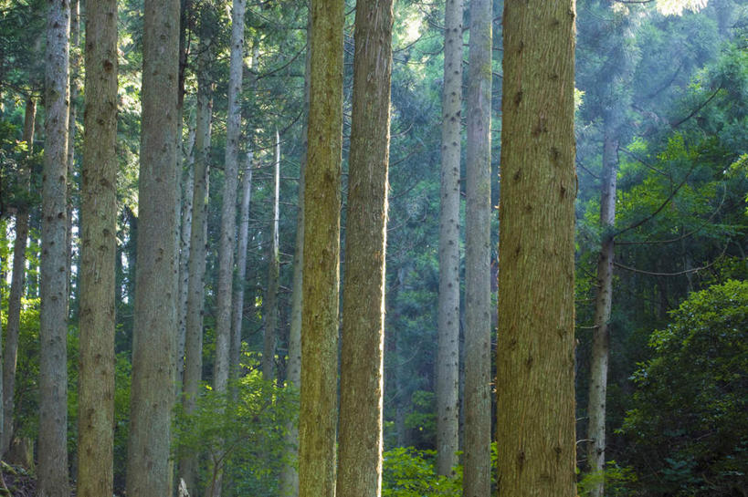 无人,横图,室外,白天,正面,旅游,度假,美景,森林,树林,植物,日本,亚洲,阴影,朦胧,模糊,光线,影子,景观,娱乐,树,树干,树木,绿色,阳光,自然,享受,休闲,景色,放松,生长,成长,自然风光,东亚,本州,本州岛,日本国,近畿地方,近畿,滋贺,滋贺县,彩图,大津