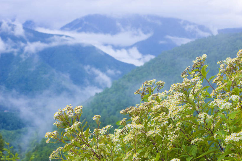 无人,横图,俯视,室外,白天,旅游,度假,美景,森林,山,山脉,树林,植物,雾,长野县,日本,亚洲,许多,朦胧,模糊,盛开,景观,山峰,山峦,娱乐,花,花瓣,花朵,花卉,鲜花,树,树木,绿色,白色,自然,群山,花蕊,享受,休闲,景色,放松,生长,成长,迷雾,自然风光,东亚,本州,本州岛,日本国,中部地方,长野,乘鞍高原,大雾,彩图,高角度拍摄