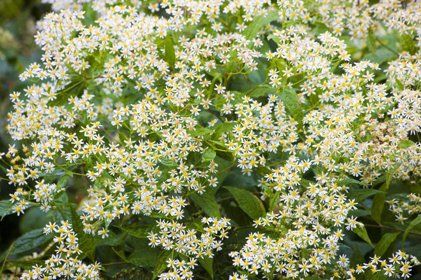 无人,横图,俯视,室外,特写,白天,爱情,旅游,度假,美景,植物,长野县,日本,亚洲,许多,朦胧,模糊,盛开,景观,娱乐,花,花瓣,花朵,花卉,鲜花,蓝色,白色,自然,花蕊,享受,休闲,菊花,景色,放松,吉祥,自然风光,东亚,本州,本州岛,日本国,中部地方,长野,高洁,长寿,乘鞍高原,怀恋,清净,真情,寿客,秋菊,彩图,高角度拍摄