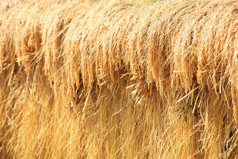 无人,农田,横图,室外,特写,白天,正面,农业,庄稼,农作物,美景,长野县,日本,亚洲,一排,许多,丰收,朦胧,模糊,整齐,稻田,景观,排列,自然,景色,收获,队列,自然风光,东亚,本州,本州岛,日本国,中部地方,长野,彩图,耕地,庄稼田